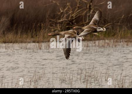 Une majestueuse OIE des Graylag en vol, vue sur fond d'un lac tranquille Banque D'Images