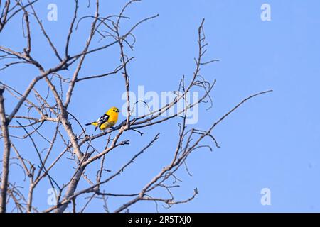 Un Iora reposant sur un arbre Banque D'Images