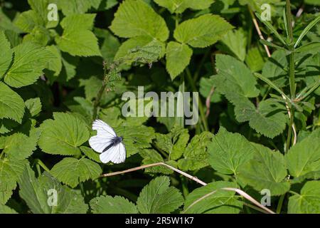 Gros plan d'un papillon blanc Margined sur une feuille, entouré d'un amas d'autres grandes feuilles Banque D'Images