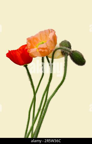 Un bouquet de fleurs de pavot de différentes couleurs sur fond beige Banque D'Images