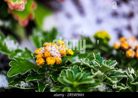 Les fleurs sauvages jaunes poussent sur une herbe verte luxuriante avec du gel sur le dessus Banque D'Images