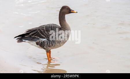 Une oie blanche et grise au bord d'un lac, debout dans des eaux peu profondes, en regardant loin de la caméra Banque D'Images