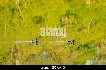 Paire de canards flottant sur un reflet d'arbres dans l'eau calme du lac Banque D'Images