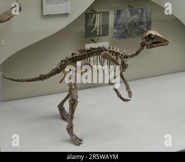 Avimimus portentosus un petit dinosaure semblable à un oiseau vivait en Mongolie, au Crétacé tardif (85–70 Ma) avait des mâchoires ressemblant à un bec Banque D'Images