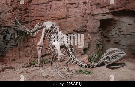 Les dinosaures du Dilosaurus étaient parmi les plus anciens grands prédateurs qui vivaient en Amérique du Nord au début de la période jurassique Banque D'Images