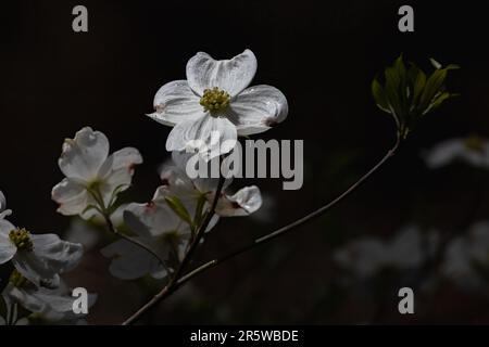 le cornouiller blanc fleurit avec la rosée du matin étincelante au soleil. gros plan branche isolée avec arrière-plan bokeh foncé. Banque D'Images