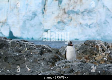 Un seul pingouin d'Adelie se dresse au-dessus d'un affleurement rocheux, surplombant une vaste étendue de glace enneigée et d'eaux bleu cristal au-delà Banque D'Images