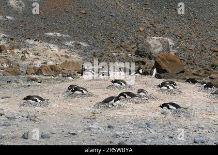Un grand groupe de pingouins se rassemblent autour du terrain rocheux de leur habitat naturel Banque D'Images