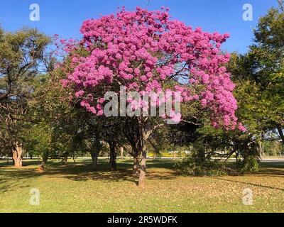 Détails de la belle trompette rose (Handroanthus hepptaphyllus) , Tabebuia rose en pleine fleur. Arbre brésilien ipê dans la ville de Brasília Banque D'Images