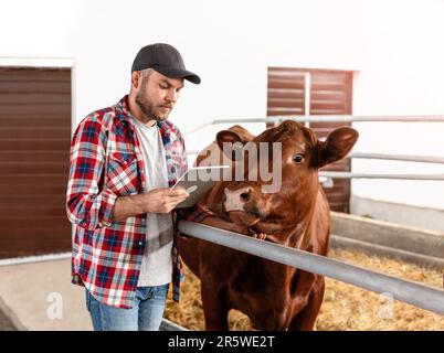 Éleveur de vaches de fermier debout à côté d'une vache et utilisant une tablette numérique à l'intérieur du cowshed. Banque D'Images