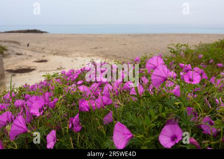 La plage de Roccella Ionica, Calabre, au sud de l'Italie, avec la gloire du matin pourpre Ipomoea acuminata) fleurit au premier plan Banque D'Images