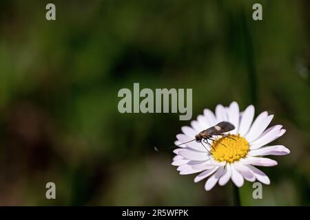 Gros plan naturel sur un petit insecte buvant le nectar d'une fleur commune de Marguerite, Bellis perennis. Banque D'Images