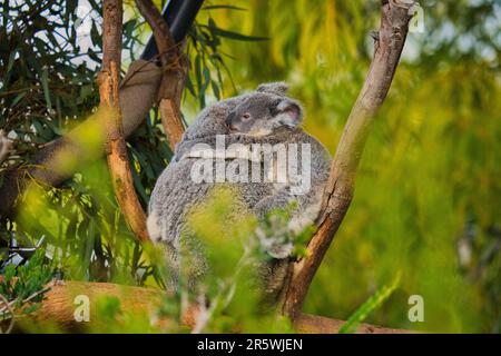 Deux koalas embrassent sur une branche d'arbre, montrant affection et connexion Banque D'Images