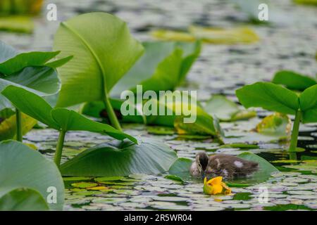 Un canard en bois ou un canard de Caroline (Aix Sponsa) est à la recherche de nourriture dans les nénuphars d'eau sur Yellow Lake, Sammamish, King County, Washington State, U Banque D'Images