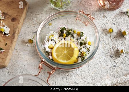 Préparation de sirop à base de plantes à partir de fleurs de Marguerite et de citron frais au printemps Banque D'Images
