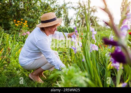 Un éleveur de fleurs cueille du gladiolus violet frais dans le jardin d'été à l'aide d'un sécateur. Récolte de fleurs coupées. La femme d'âge moyen aime cultiver des plantes Banque D'Images