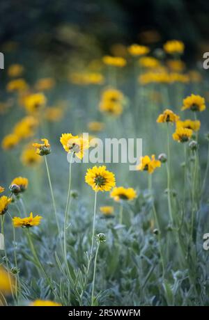 Un pré de fleurs jaunes de Coreopsis debout au soleil sur fond de bokeh au printemps, en été, Lancaster, Pennsylvanie Banque D'Images