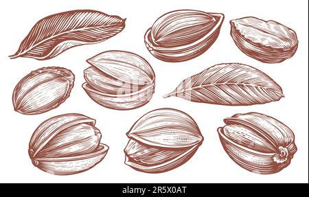 Ensemble de pistaches et feuilles d'arbre. Esquisse de noix mûres entières et écrasées. Illustration vectorielle dessinée à la main Illustration de Vecteur