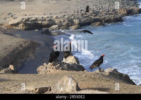 Un groupe de vautours de turquie perchés sur les rochers côtiers. Pérou. Banque D'Images