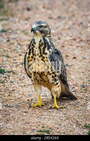 La buse de Swainson juvénile-immature (Buteo swainsoni) chasse aux sauterelles le long d'une route de terre en été, Lakewood Colorado USA. Banque D'Images