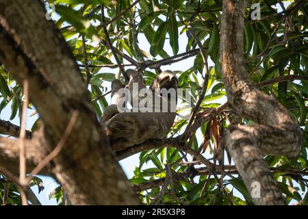 Un Sloth est suspendu à l'arbre Banque D'Images