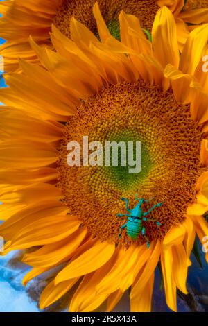 Boll Weevil gros plan sur la vie encore de tournesol Banque D'Images