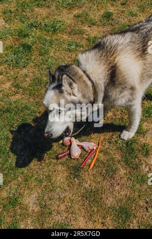 Chien Husky en Sibérie à l'extérieur, sur l'herbe, mangeant des cuisses de poulet et des carottes crues Banque D'Images