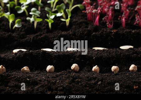 Beaucoup de graines et de plants de légumes dans un sol fertile Banque D'Images