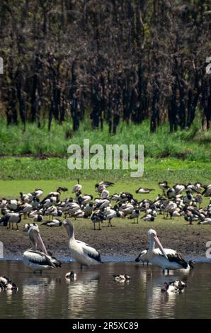 Magpie Geese, Hastie Swamp, Nth Queensland, Australie. Banque D'Images