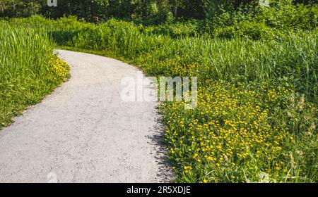 Chemin de gravier dans le parc, chemin de chemin de gravier avec arbres et pelouse dans le jardin. Magnifique paysage dans le parc d'été. Voyage photo, personne, recopie Banque D'Images