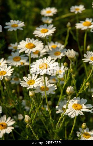 Fleurs de camomille (Matricaria recutita) fleuries sur un pré en été. Têtes de camomille sur le terrain. Mise au point sélective. Banque D'Images