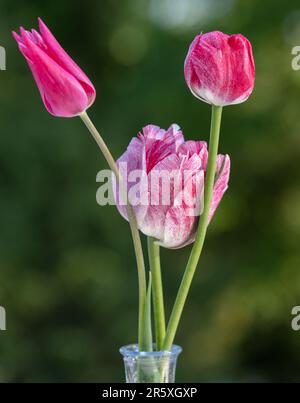 Tulip de jardin 'Hemisphere', Trädgårdstulpan (Tulipa gesneriana) Banque D'Images