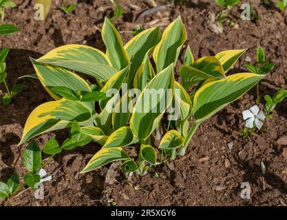 'El Niño' Hosta, Blåfunkia (Hosta tardiana) Banque D'Images