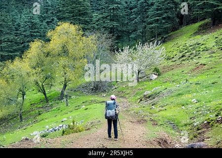 Le printemps, les amandiers fleurissent sur la voie lycienne, Geyikbayırı, Turquie Banque D'Images