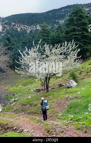 Le printemps, les amandiers fleurissent sur la voie lycienne, Geyikbayırı, Turquie Banque D'Images