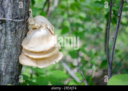 Un Pleurotus ostreatus ou l'huître un champignon comestible commun sur un arbre. C'est l'un des champignons sauvages les plus recherchés. Banque D'Images
