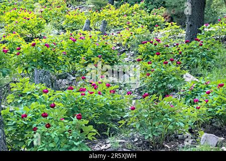 Pivoines sauvages (Paeonia arietina) le long de la voie lycienne, Antalya, Turquie Banque D'Images