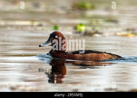 Canard ferrugineux ou Aythya nyroca observé à Gajoldaba dans le Bengale occidental, Inde Banque D'Images