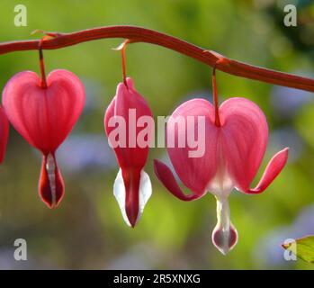 Déchirement du coeur, saignement du coeur (Dicentra), saignement du coeur, faux coeur, coeur flamboyant, Coeur volant, coeur brisé, coeur de la femme, coeur de Marie, coeur Banque D'Images