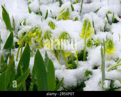 Fleurs avec neige, coulis de vache (Primula veris) avec neige, vrai coulis de vache (Syn.: Primula officinalis), coulis de prairie, coulis de vache médicinal, ciel Banque D'Images