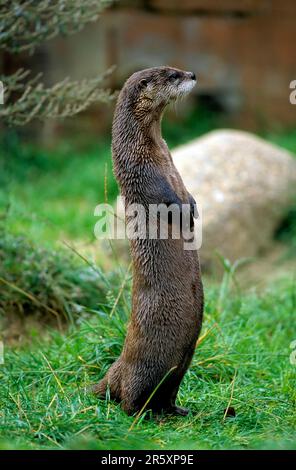 Loutre canadien debout, loutre canadien, loutre de rivière nord-américaine (Lontra canadensis), Babyzoo Wingst Banque D'Images