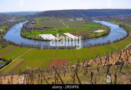 Neckar Loop près de Mundelsheim, au printemps, vignobles Banque D'Images