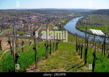 Neckar Loop près de Mundelsheim, au printemps, vignobles Banque D'Images