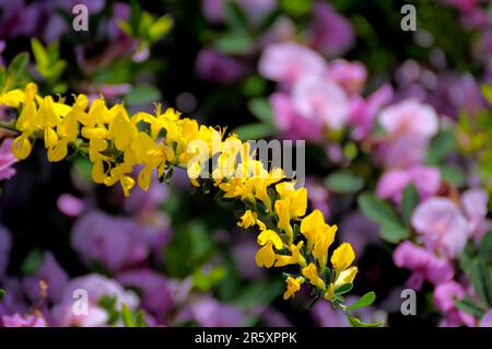 Floraison de balai dans le jardin, balai commun (Cytisus scovarius), arbuste de balai, glia, maidenbush, maiden war, saule de cerf Banque D'Images