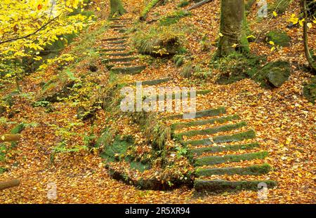 Escaliers à Karlstal, automne, Forêt du Palatinat, Rhénanie-Palatinat Banque D'Images