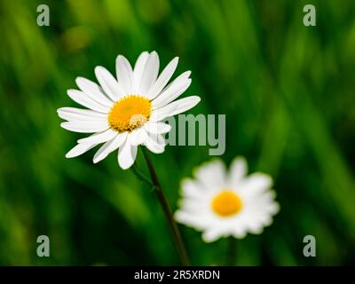 Pâquerette des prés (Leucanthemum) vulgare, Bischofswinesen, Berchtesgadener Land, haute-Bavière, Bavière, Allemagne Banque D'Images