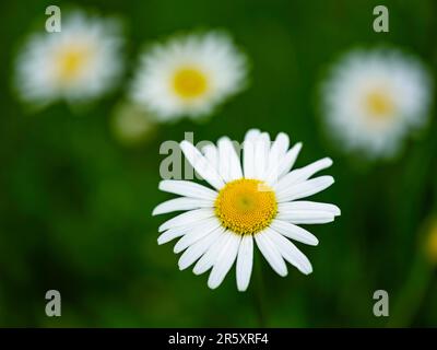 Pâquerette des prés (Leucanthemum) vulgare, Bischofswinesen, Berchtesgadener Land, haute-Bavière, Bavière, Allemagne Banque D'Images