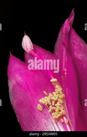 Fleur rouge d'un Schlumbergera de la famille des cactus (Cactaceae), avec stigmate et endurance (tamina), photographie de studio avec fond noir Banque D'Images