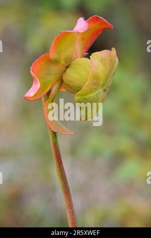 Usine de boyau, parc national du Cap Breton Highland, usine de pichet pourpre (Sarracenia purpurea), Canada Banque D'Images