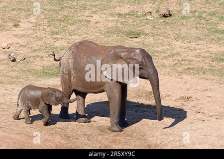 Éléphants de brousse africains (Loxodonta africana), mère avec un bébé éléphant mâle au trou d'eau, tortue léopard (Stigmochelys pardalis) loin derrière, Addo El Banque D'Images